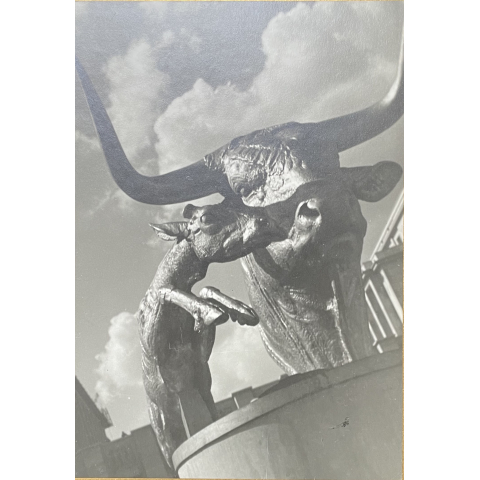 Tête de taureau. 1937.